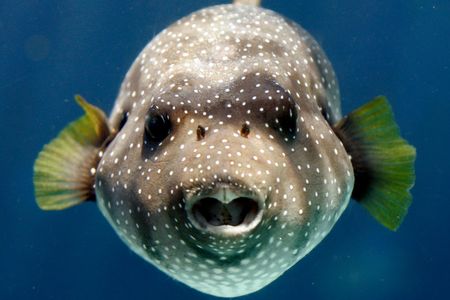 This "Stars and Stripes" toadfish living in Okinawa Churaumi Aquarium in Japan is one member of a very noisy kind of fish