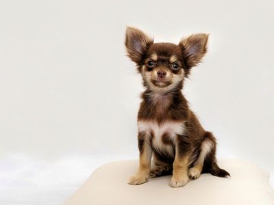 Chihuahuas were one of the top three breeds represented in the study's sample of more than 900 shelter dogs