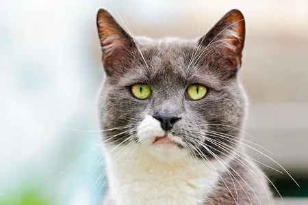 One of the cats involved in the Acoustic Kitty Project was a grey-and-white female.