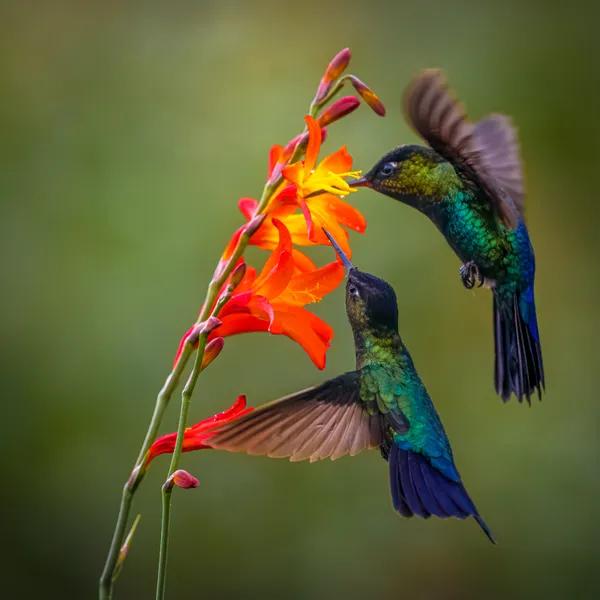 Two for dinner thumbnail