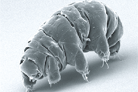 Tardigrades are tough, but they still have to eat sometime.
