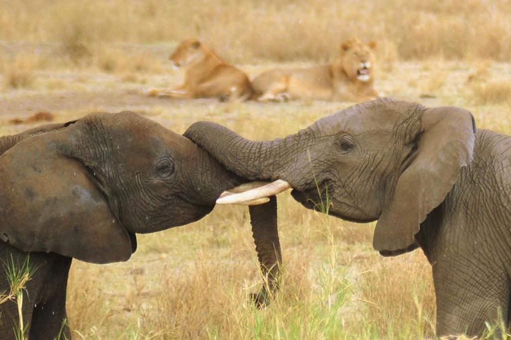 elephant.jpg