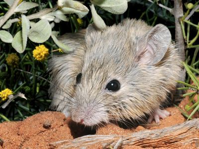 Genetic tests reveal that the Shark Bay mouse (pictured) from Shark Bay, Western Australia, is actually a living population of Gould's mouse, which had been thought to be extinct for more than a century.

