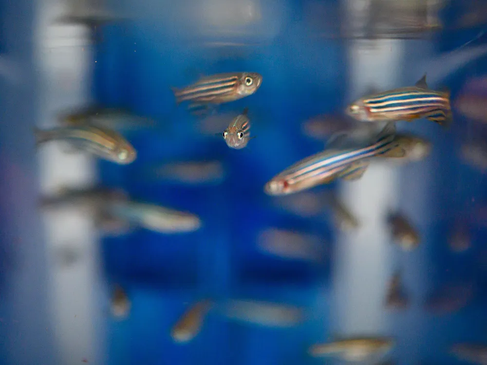 A group of zebrafish swim in a container.