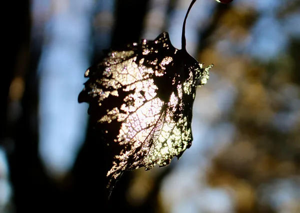 Cottonwood Leaf in the Light thumbnail