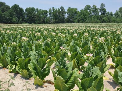 No images of Casor survive to the present day. Tobacco fields like this one, however, would have been what he saw daily.