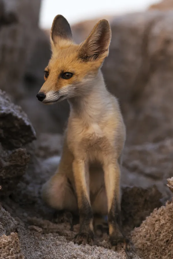 Beautiful Fox thumbnail