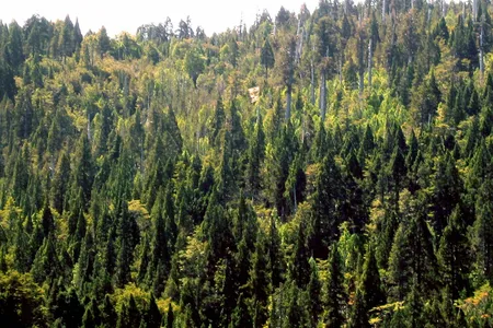 Trees at Alerce Costero National Park