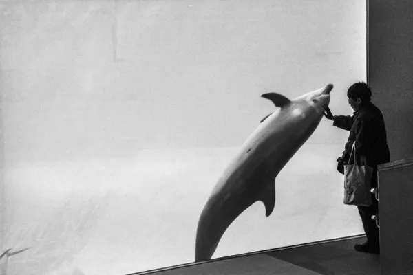 A quiet moment of connection between a woman and a dolphin in Japan. thumbnail