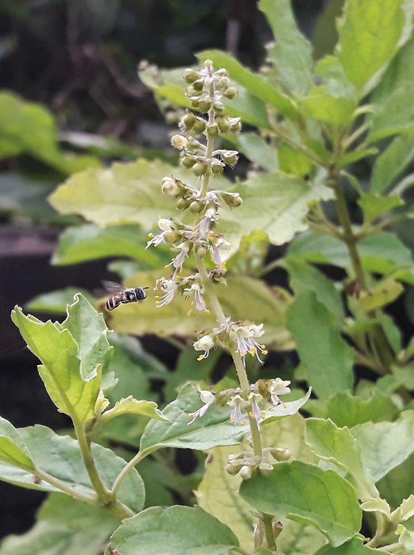 Hoverfly hovering around tulsi flower thumbnail