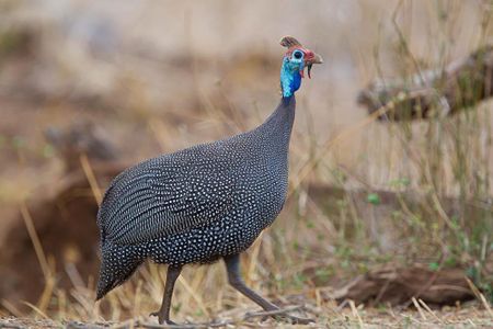 Scientists at the Smithsonian’s National Museum of Natural History sequenced the genomes of 363 bird species in 2020. (Brian Schmidt, Smithsonian)