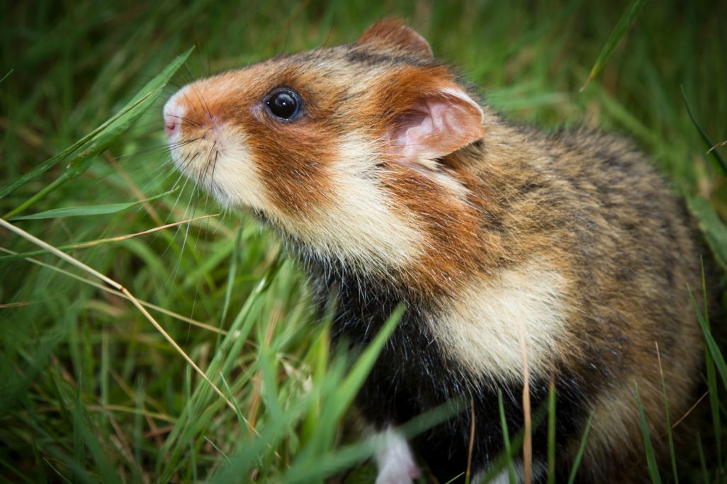 Hamsters are nearsighted and colorblind