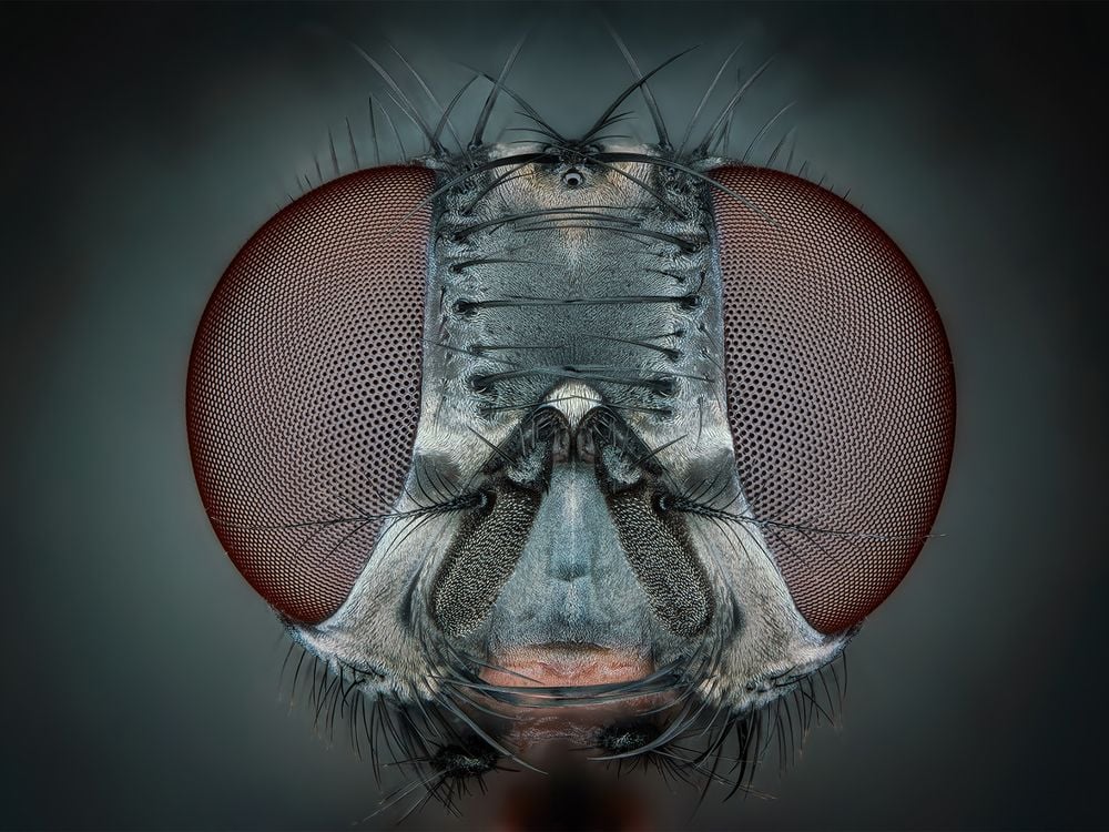 Fly Portrait