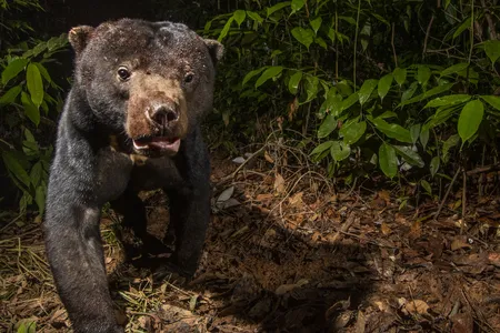 Sun bears are named for a gold crescent on their chest, resembling a rising or setting sun. Each bear&rsquo;s patch is unique, like a fingerprint.