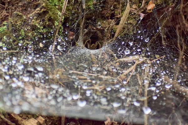 Spider web after rain thumbnail