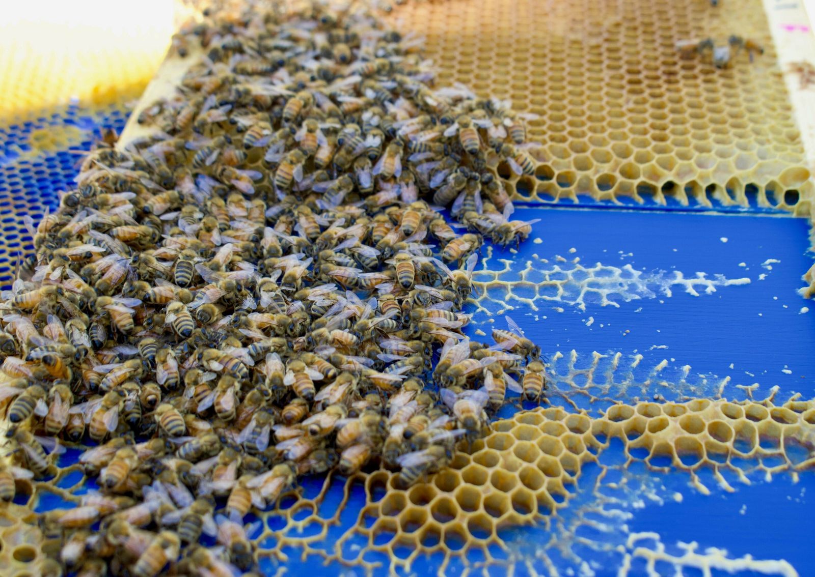 Bees Manage to Build the Best Honeycombs, Even on Imperfect Foundations