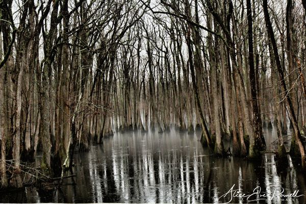 Misty Swamp thumbnail