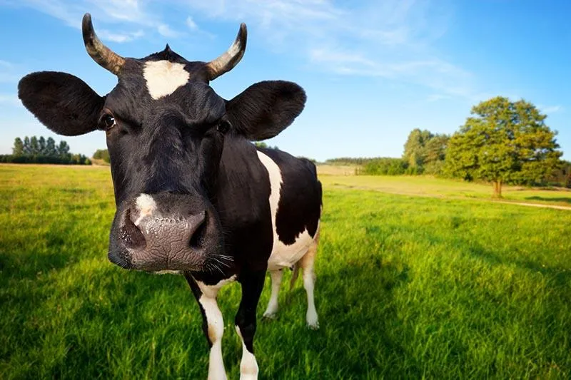 Cows Get Moooody During Puberty, Too | Smart News| Smithsonian Magazine