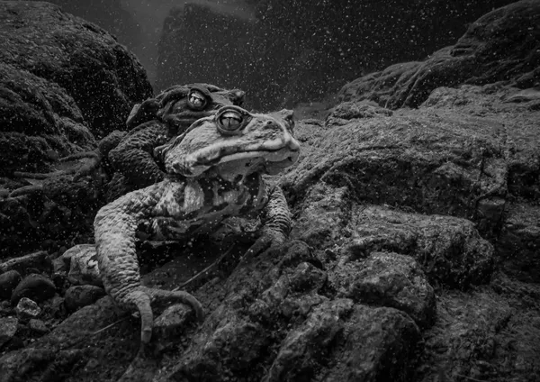 Vigilant Eyes thumbnail