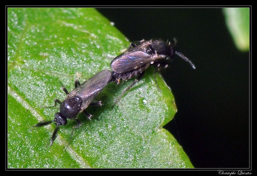 Cacao Midges