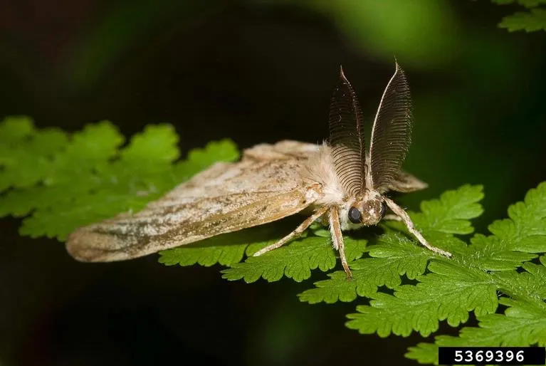 A white spongy moth
