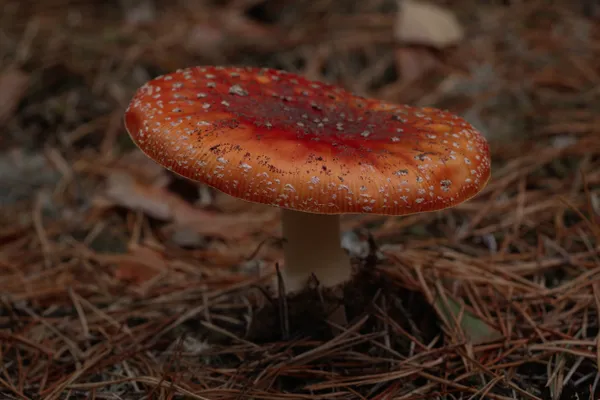 Fly agaric thumbnail