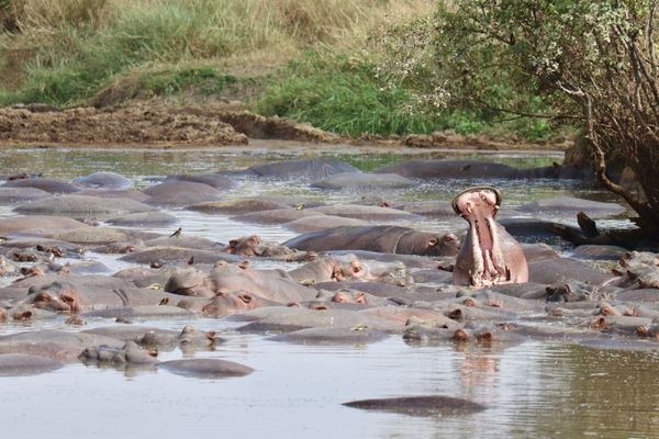 Hippo yawning in a waterhole on the Serengeti. thumbnail