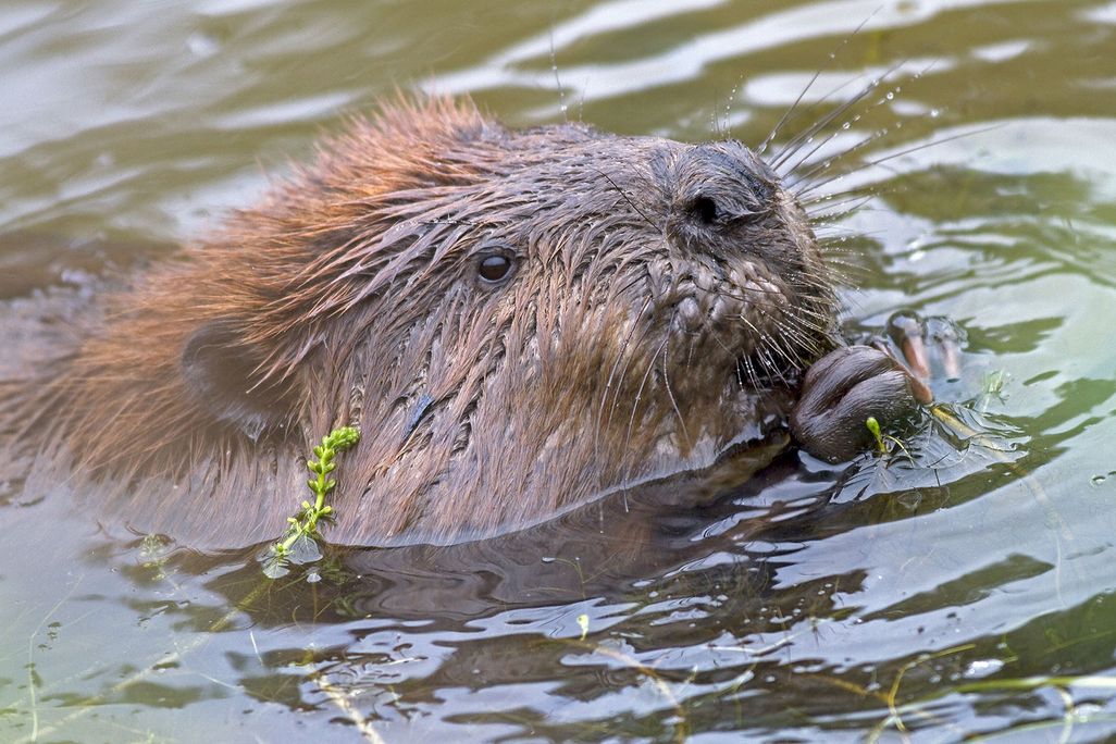 Beaver