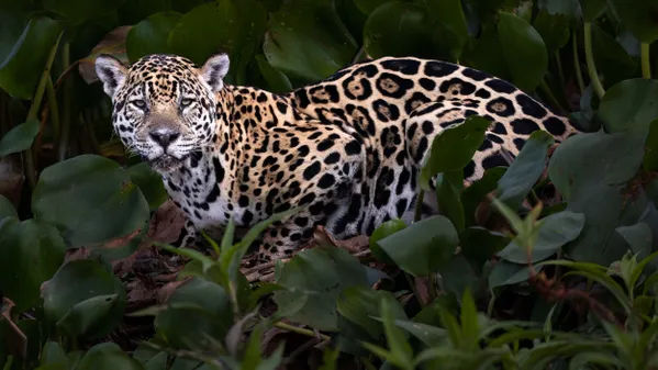 Jaguar Portrait thumbnail