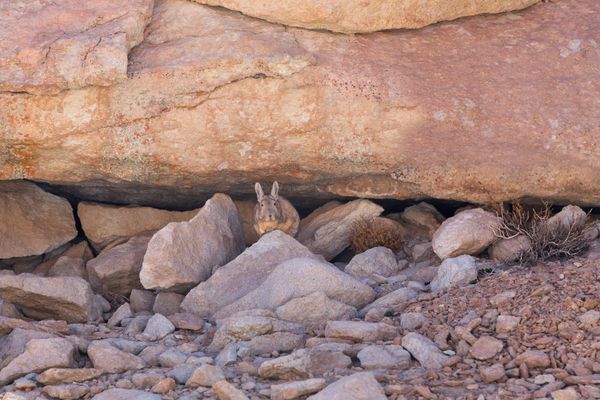 Cute southern viscacha looking curiously while perched in its rocky habitat thumbnail