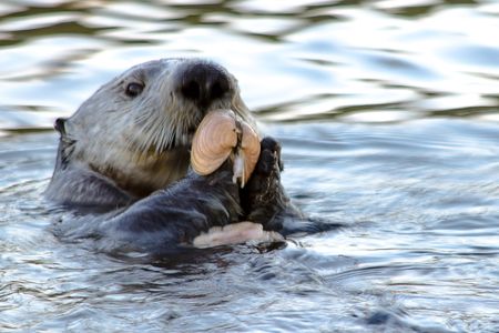 Smithsonian researchers found that otters that use tools aren't closely related.
