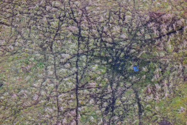 Winter savanna animal trails thumbnail