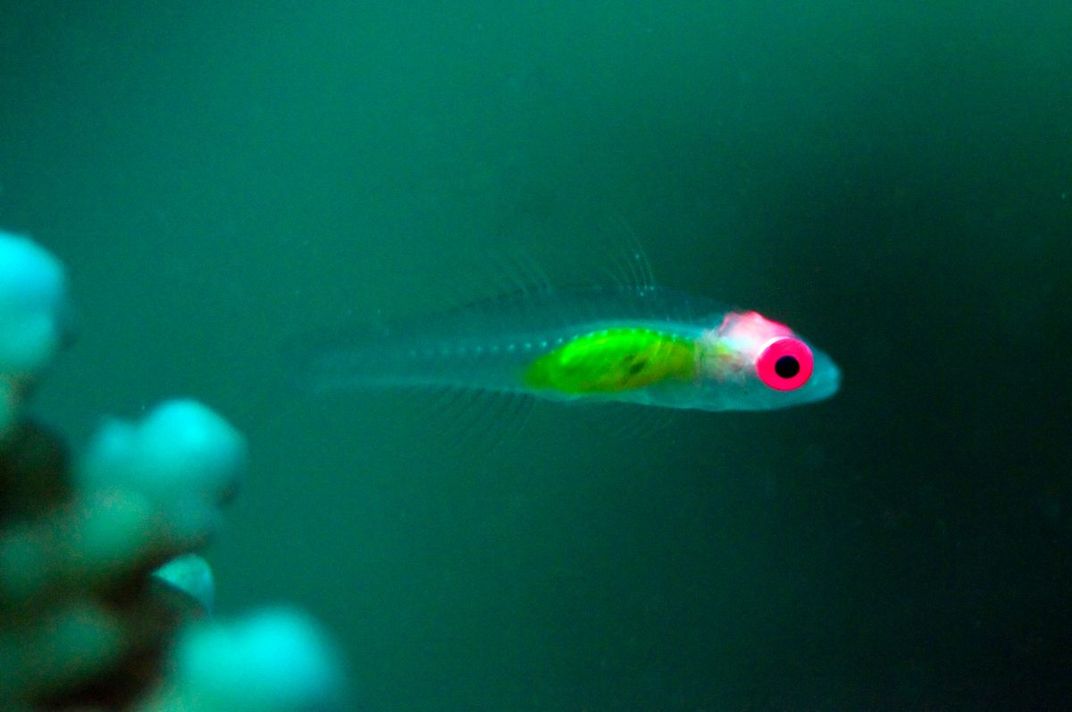 Redeye Goby