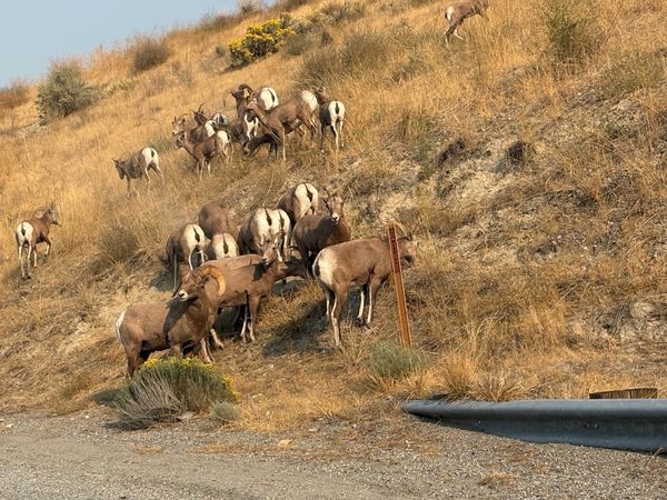 The Lookout thumbnail