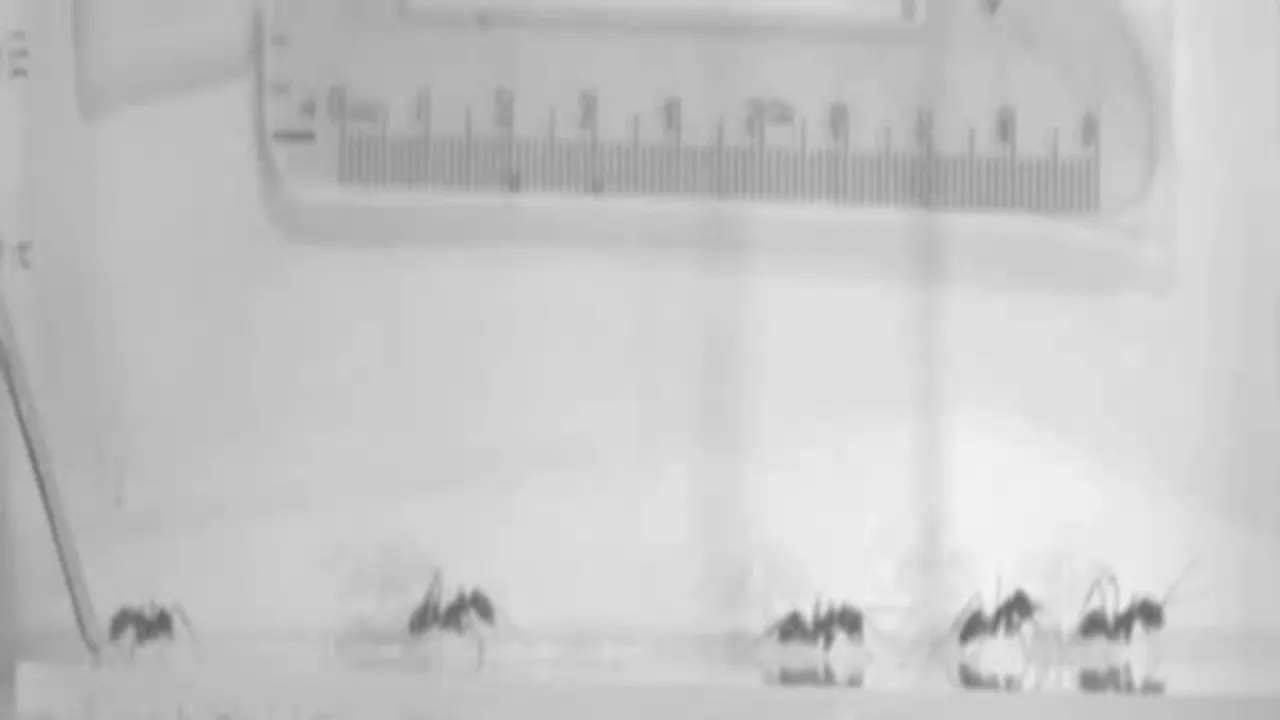 Preview thumbnail for Trap-Jaw Ant "Bouncing"