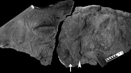 Soft tissue traces of the ankylosaur Tarchia. Black asterisks denote large osteoderms, scale impressions are pointed out by an arrowhead and small ossicles are identified by the arrow.
