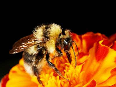 Though necessary for collecting pollen, bumblebees' fuzz may also help detect electric fields.