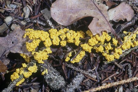 Physarum polycephalum in the wild, sans piano