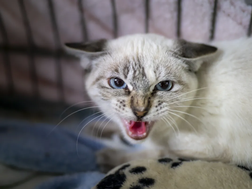 a cat in a cage with its ears flattened and whiskers back, mouth open