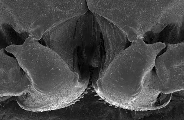 black-and-white image of insect legs