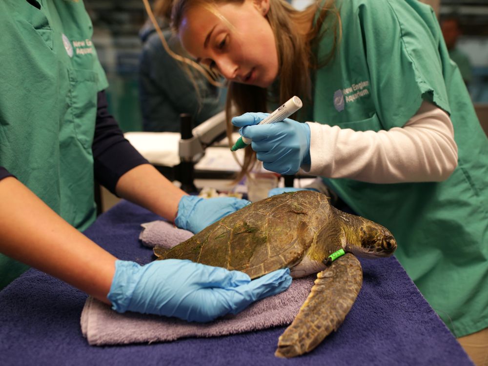 Veterinarians care for a stunned sea turtle