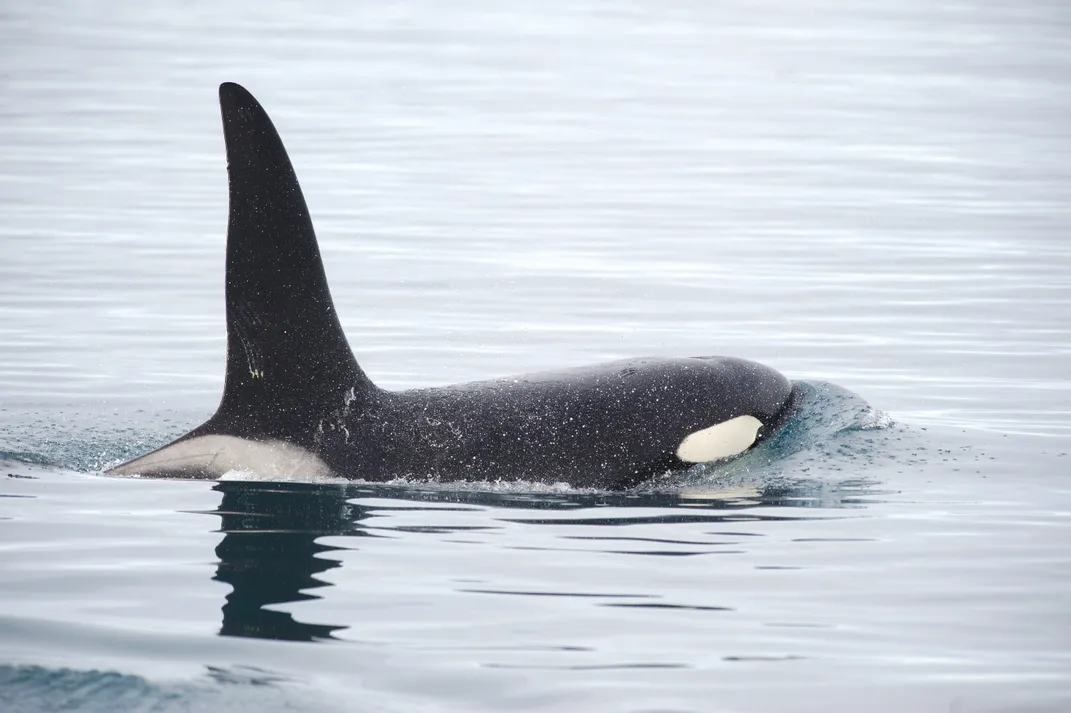 Orca whale sighting