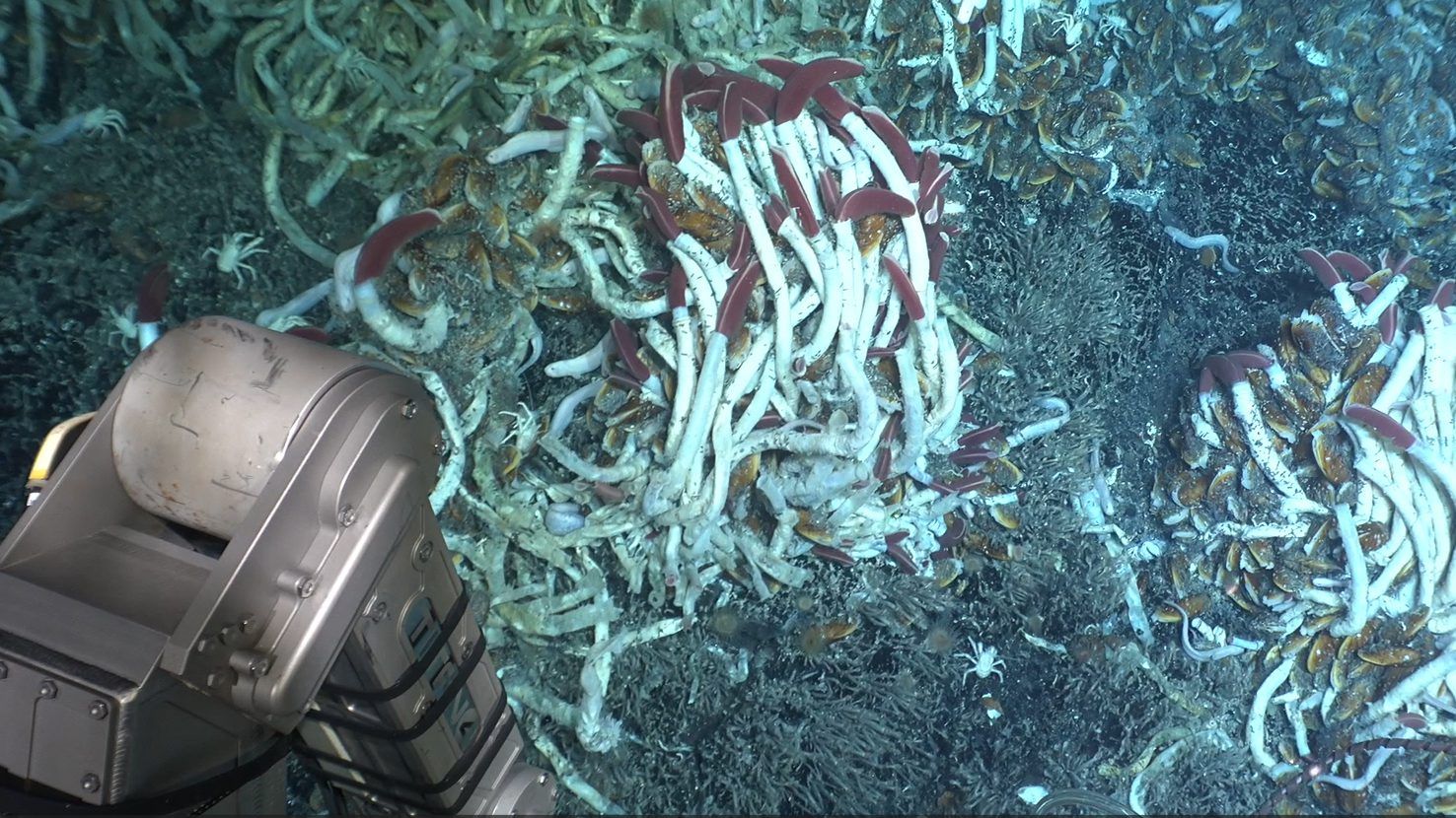 Scientists Stumbled Upon an Active Volcanic Eruption in a Mid-Ocean ...