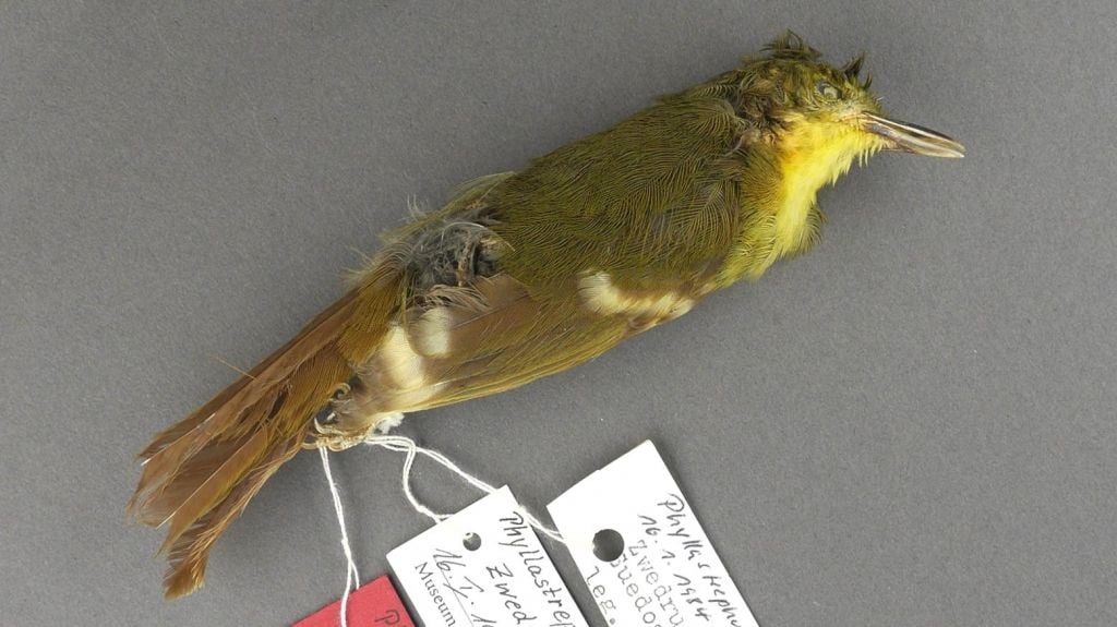 Liberian Greenbul