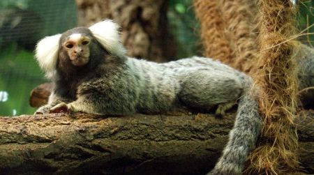 The common marmoset may be a suitable model for human obesity.