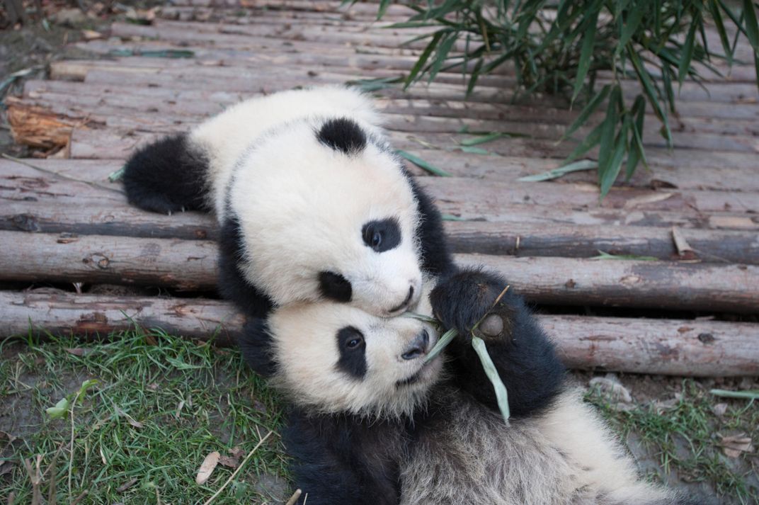 Baby pandas