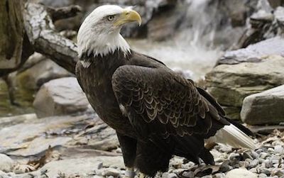 Many of the animals along the American Trail, including the bald eagle, are part of a conservation comeback.