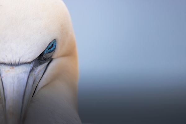 In the Eye of the Gannet thumbnail