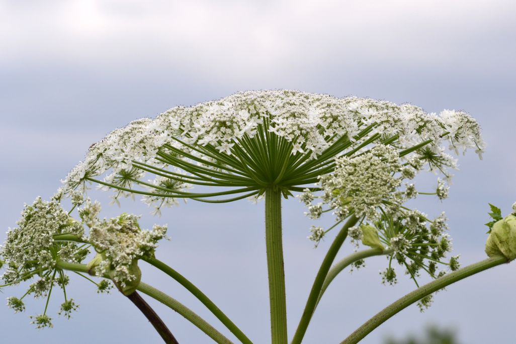 Heracleum_mantegazzianum_07-2.jpg