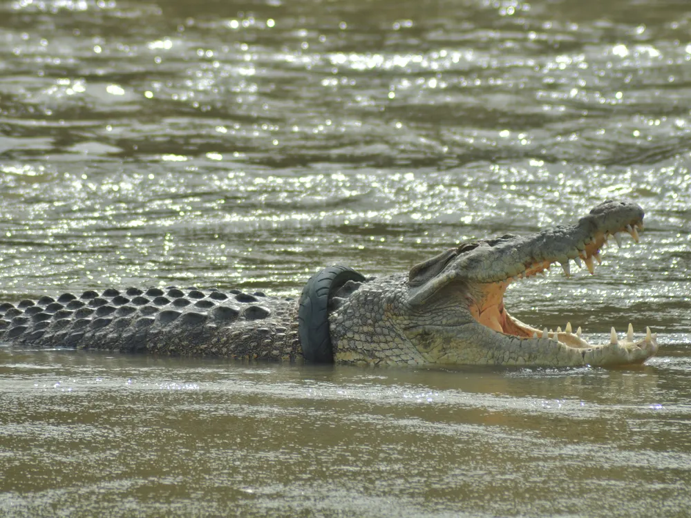 Crocodile with its mouth open swims in the water. It has a tire stuck around its neck.